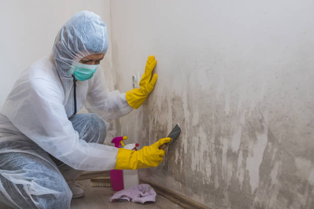 Best Toxic Mold Removal  in North Great River, NY