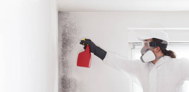Best Residential Mold Removal  in North Great River, NY