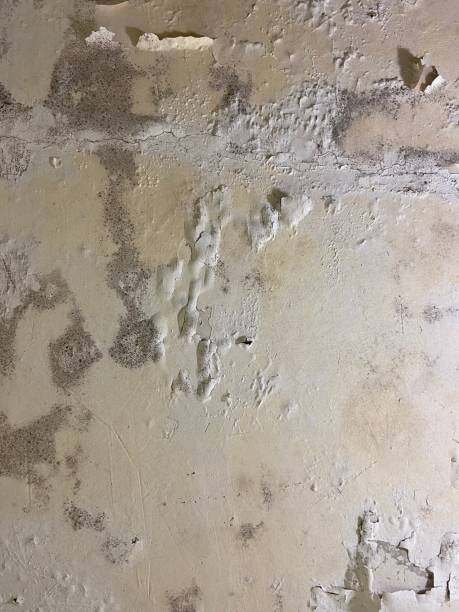 Best Mold Remediation  in North Great River, NY