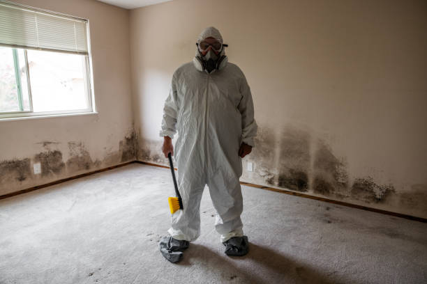 Best Mold Damage Repair  in North Great River, NY